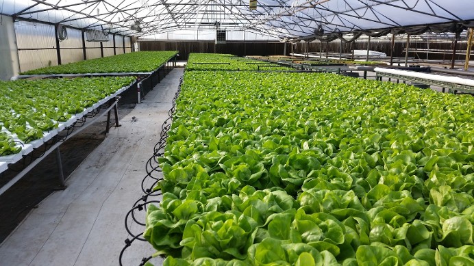 Organic Hydroponic Garden Centers Denver Garden Centers Colorado